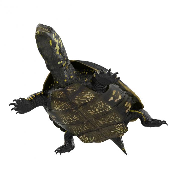 European Pond Turtle Rigged 3D