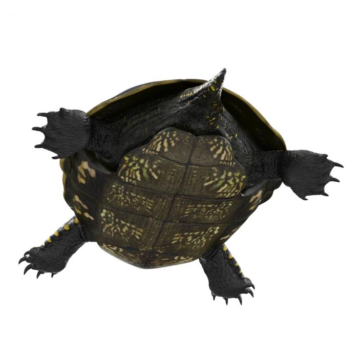 European Pond Turtle Rigged 3D