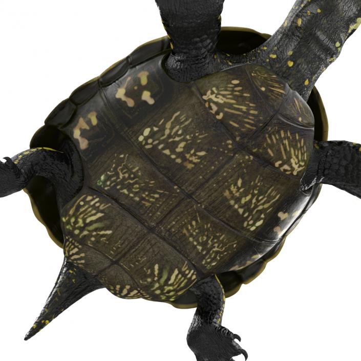 European Pond Turtle Rigged 3D