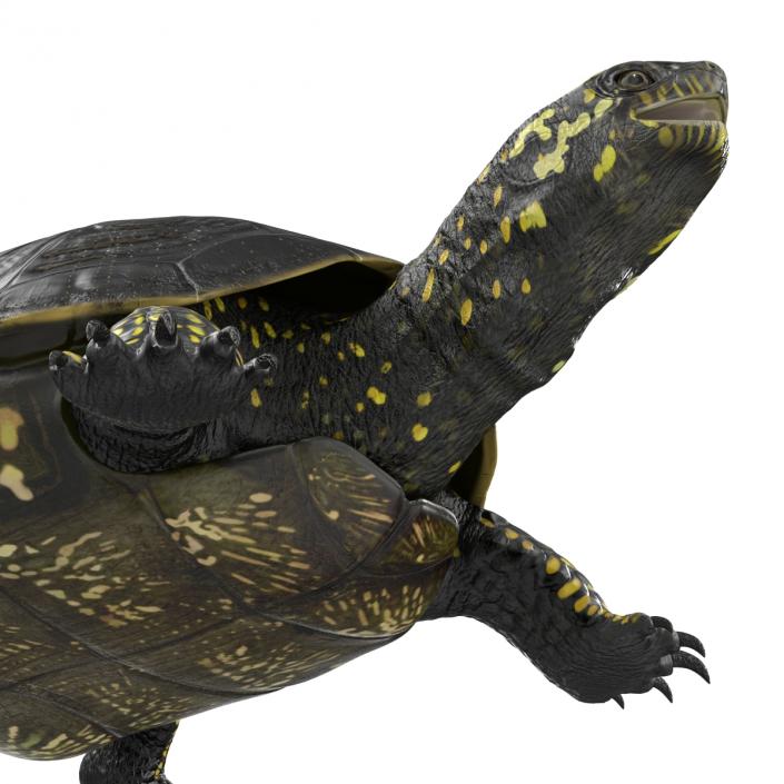 European Pond Turtle Rigged 3D