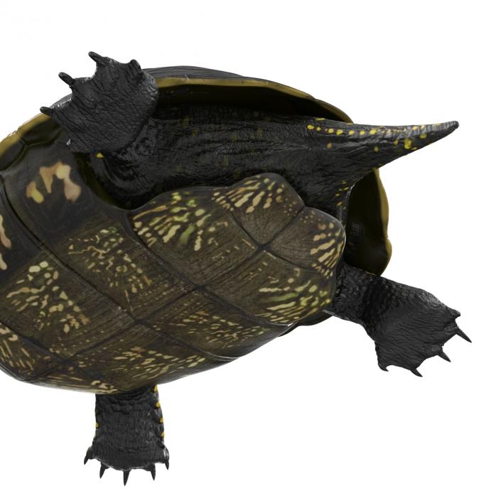 European Pond Turtle Rigged 3D