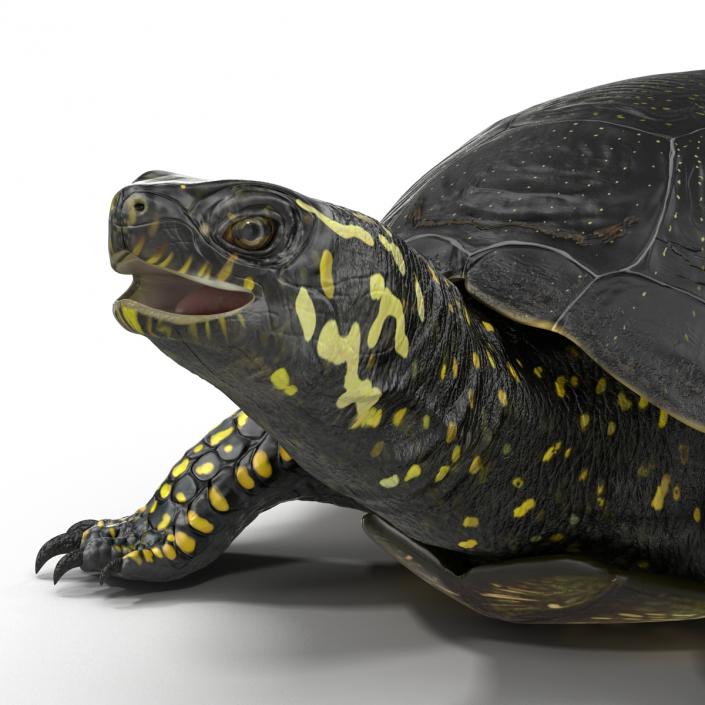 European Pond Turtle Rigged 3D