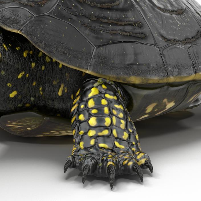 European Pond Turtle Rigged 3D