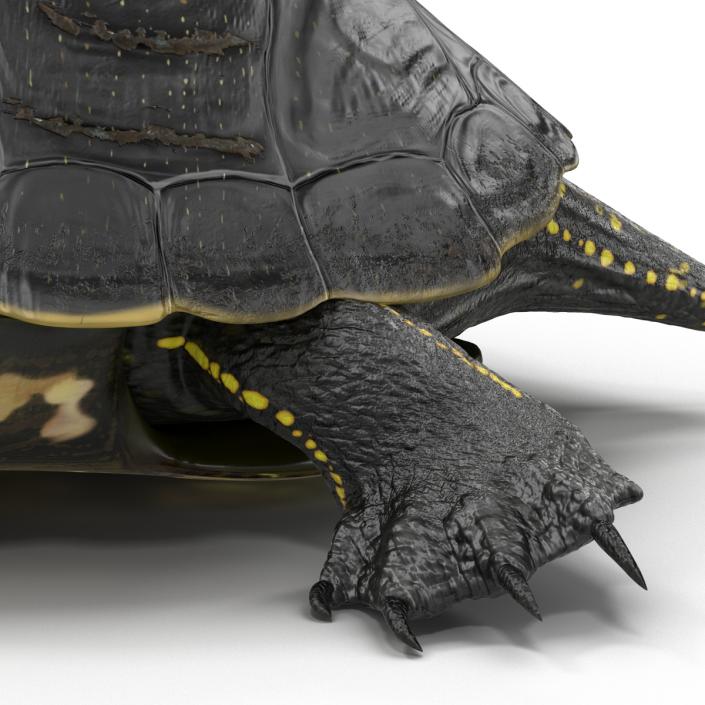 European Pond Turtle Rigged 3D