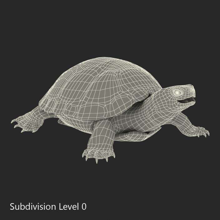 European Pond Turtle Rigged 3D