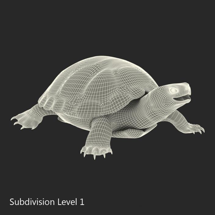 European Pond Turtle Rigged 3D