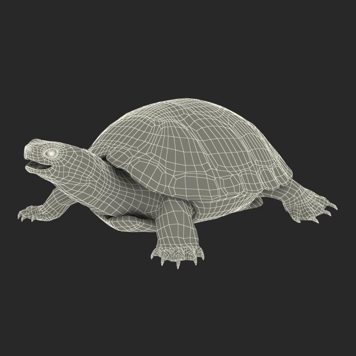 European Pond Turtle Rigged 3D