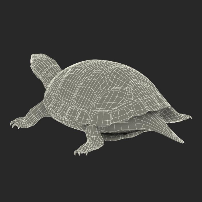 European Pond Turtle Rigged 3D