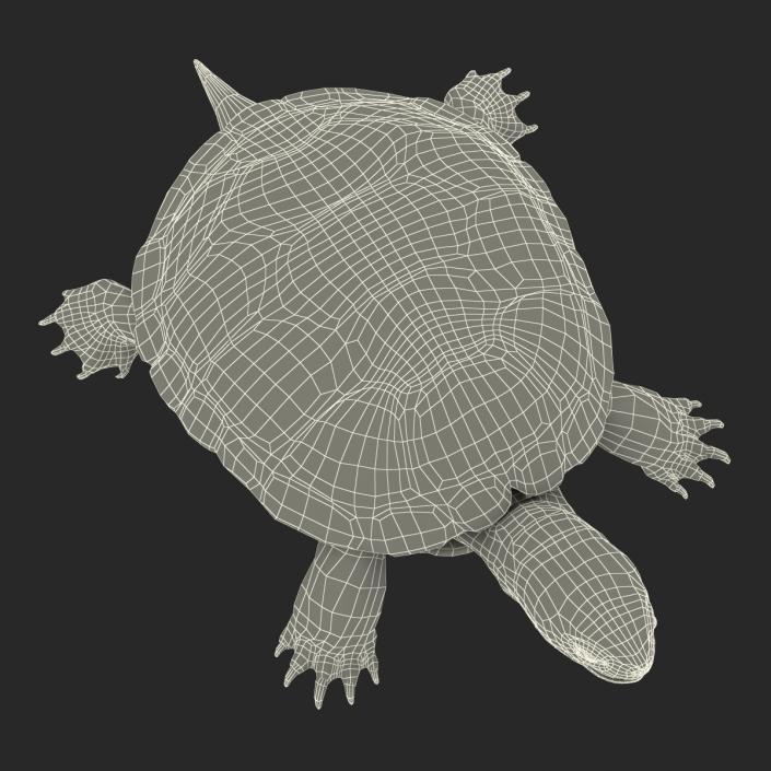 European Pond Turtle Rigged 3D