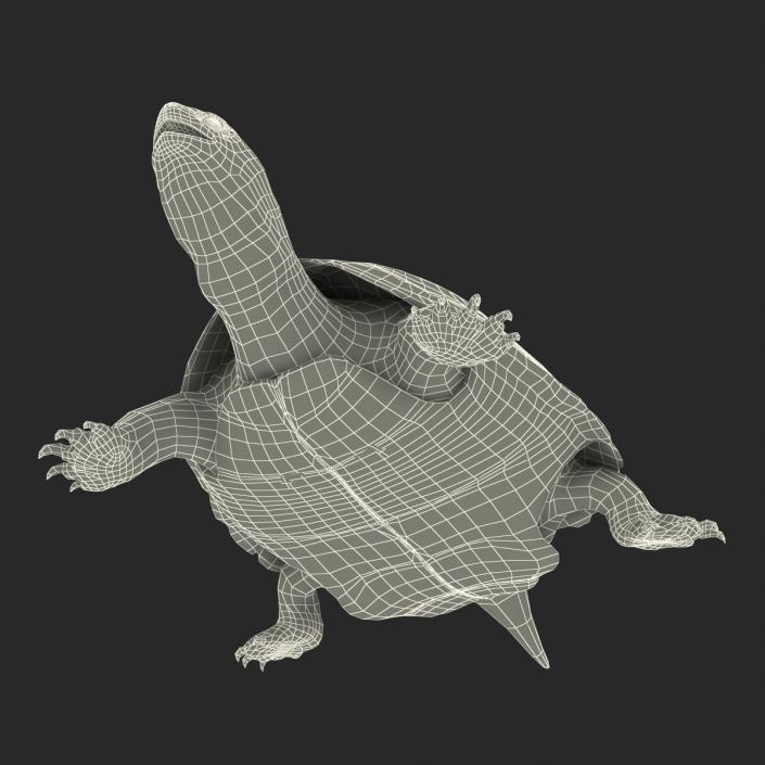 European Pond Turtle Rigged 3D