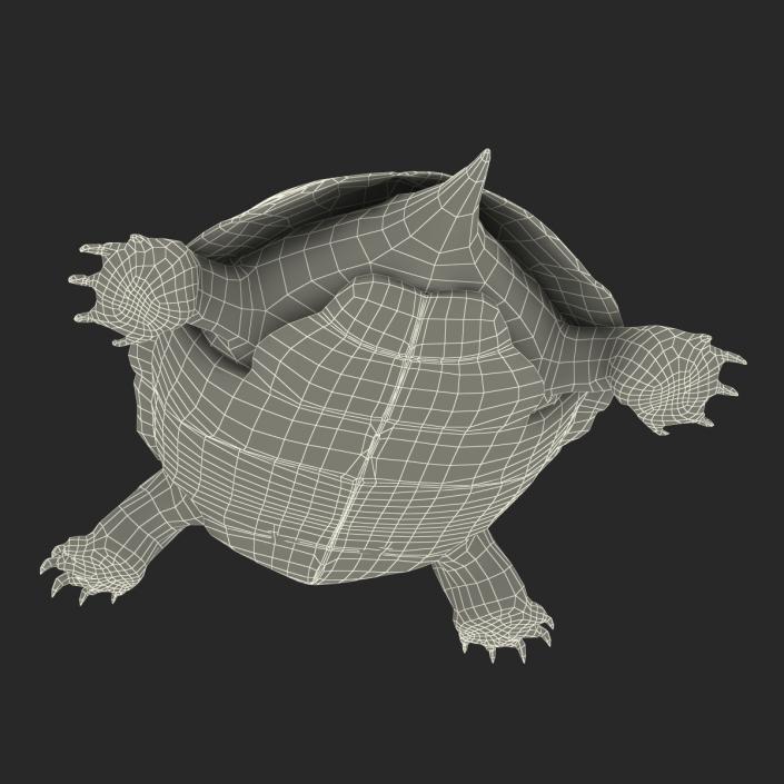 European Pond Turtle Rigged 3D