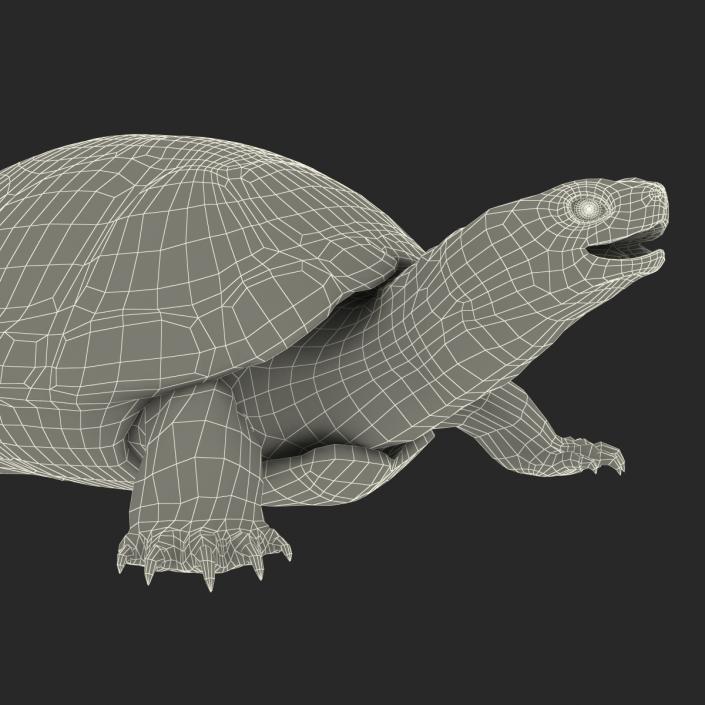 European Pond Turtle Rigged 3D