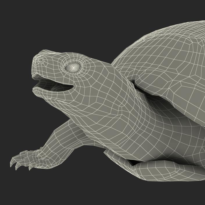 European Pond Turtle Rigged 3D