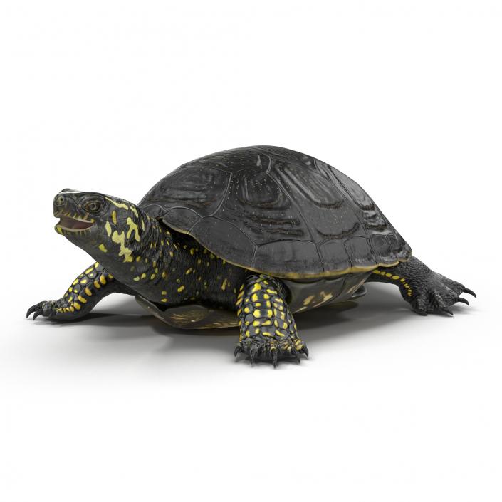 3D model European Pond Turtle