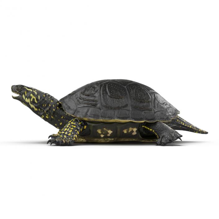 3D model European Pond Turtle