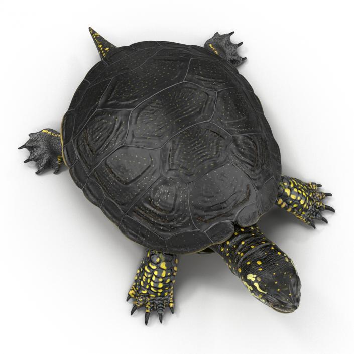 3D model European Pond Turtle