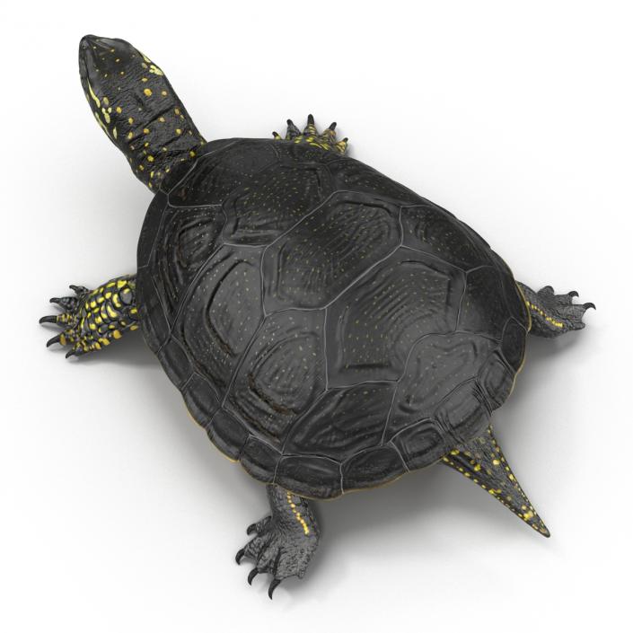 3D model European Pond Turtle