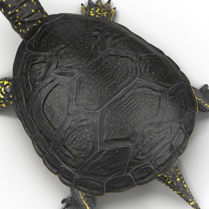 3D model European Pond Turtle