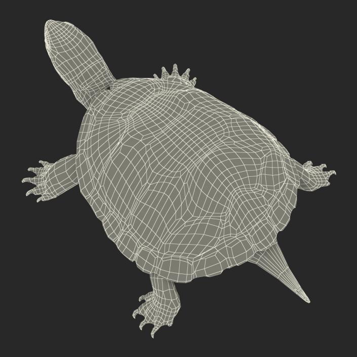 3D model European Pond Turtle