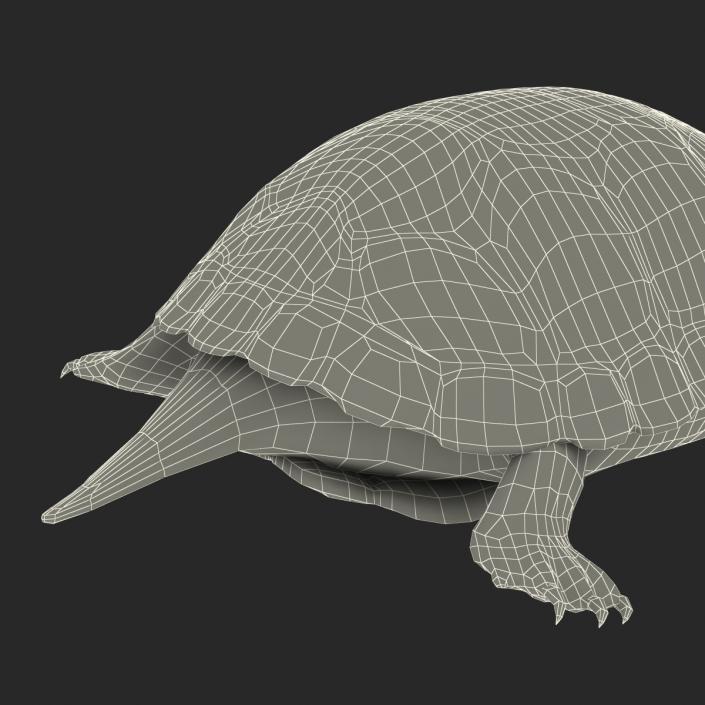 3D model European Pond Turtle