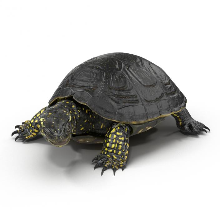 European Pond Turtle Pose 2 3D