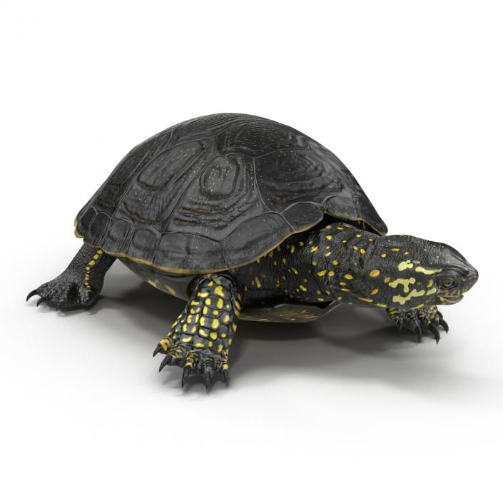 European Pond Turtle Pose 2 3D