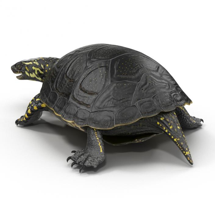 European Pond Turtle Pose 2 3D