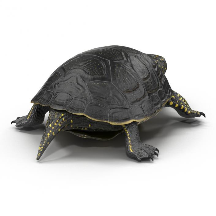 European Pond Turtle Pose 2 3D