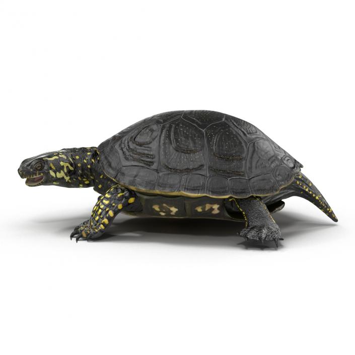 European Pond Turtle Pose 2 3D