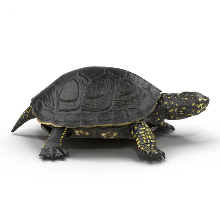 European Pond Turtle Pose 2 3D