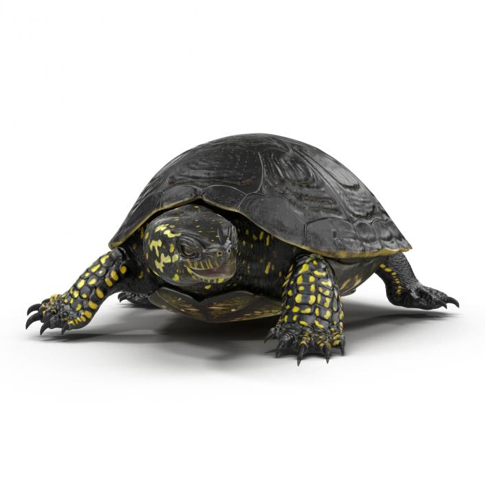 European Pond Turtle Pose 2 3D