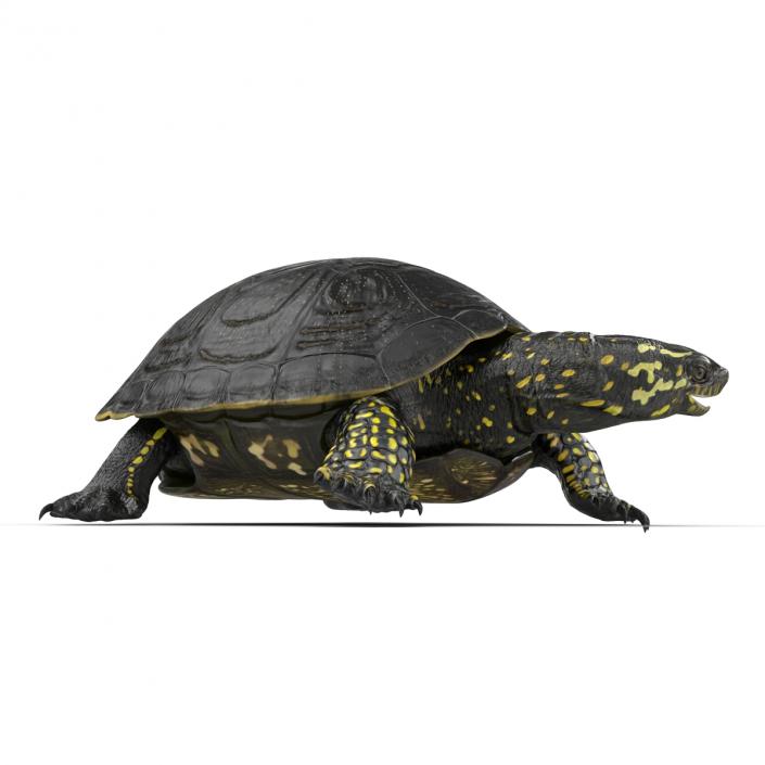 European Pond Turtle Pose 2 3D