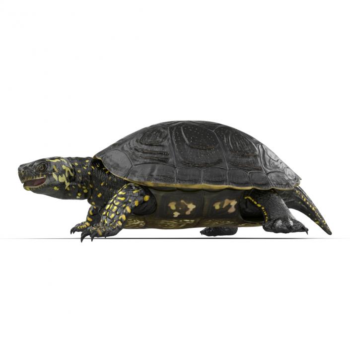 European Pond Turtle Pose 2 3D