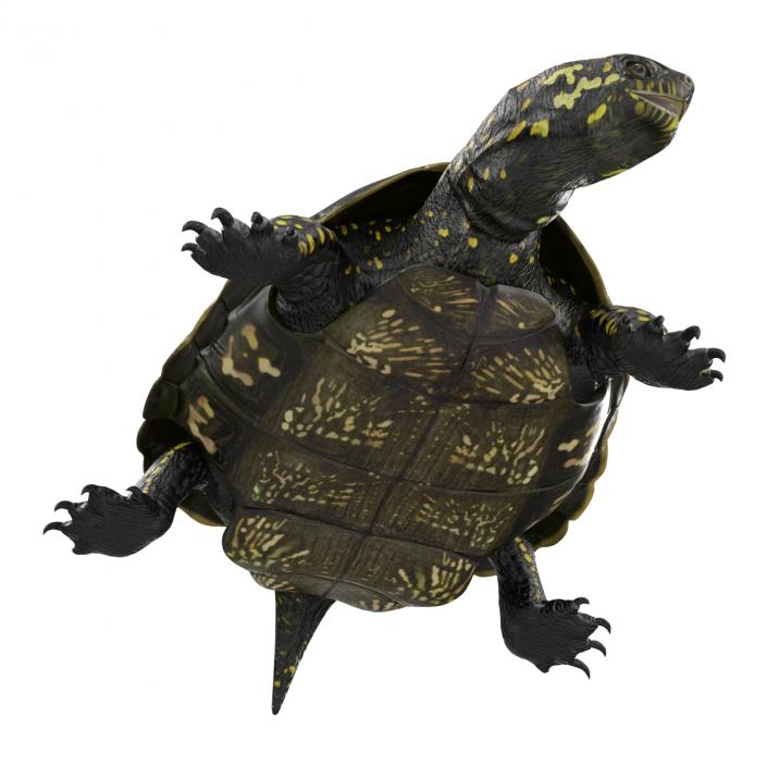 European Pond Turtle Pose 2 3D