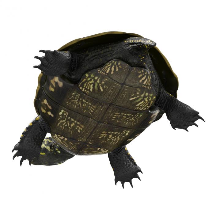 European Pond Turtle Pose 2 3D