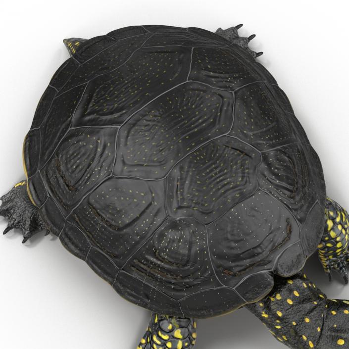 European Pond Turtle Pose 2 3D