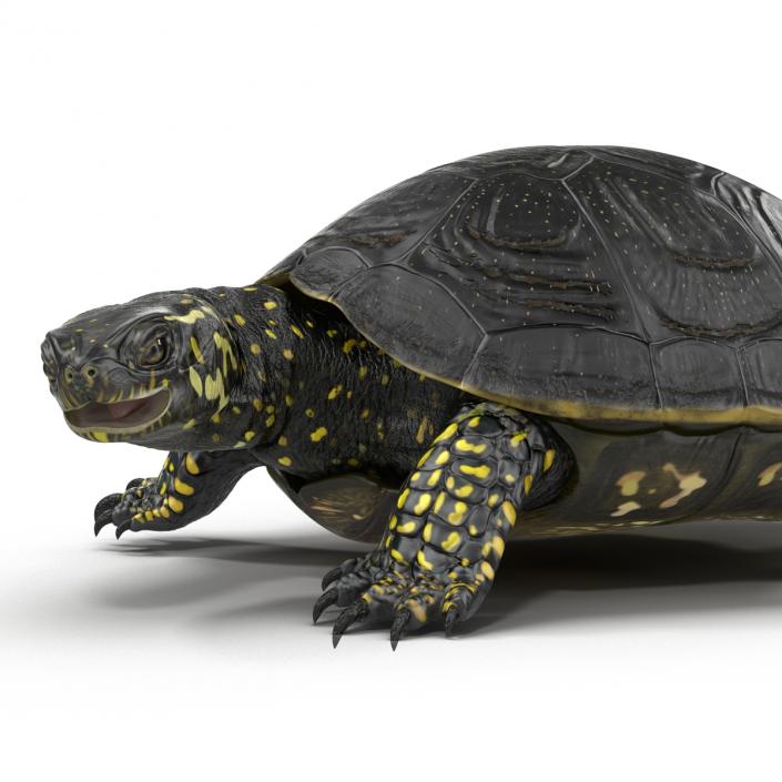 European Pond Turtle Pose 2 3D