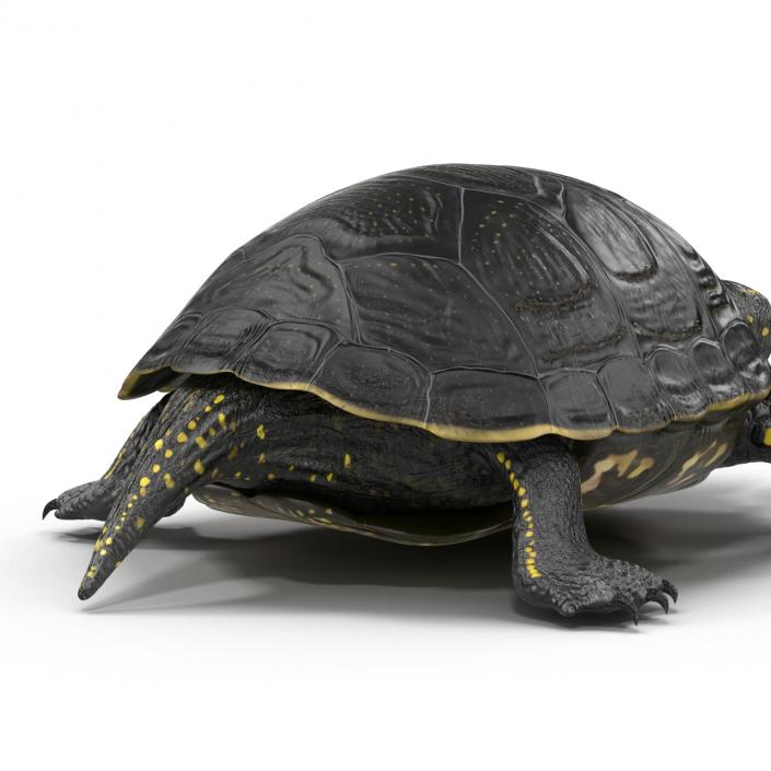 European Pond Turtle Pose 2 3D