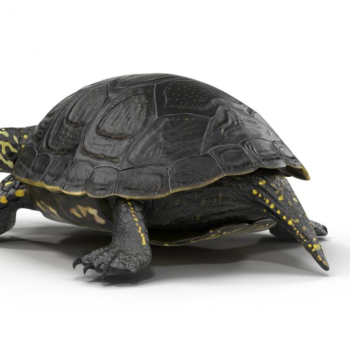 European Pond Turtle Pose 2 3D