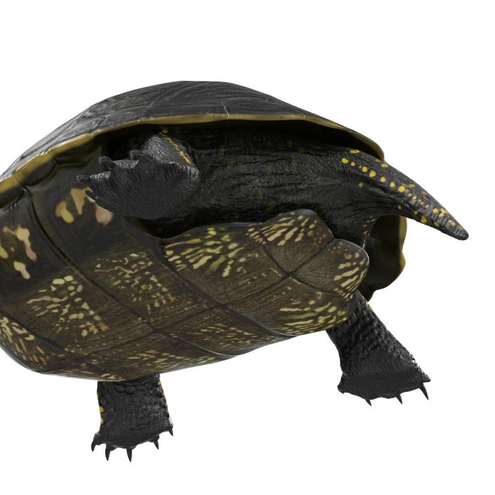 European Pond Turtle Pose 2 3D