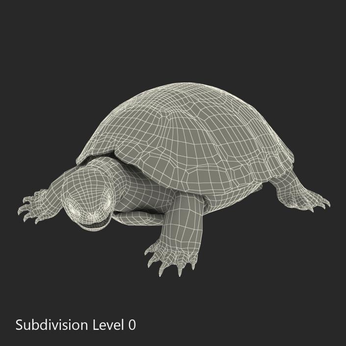 European Pond Turtle Pose 2 3D