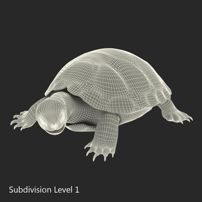 European Pond Turtle Pose 2 3D