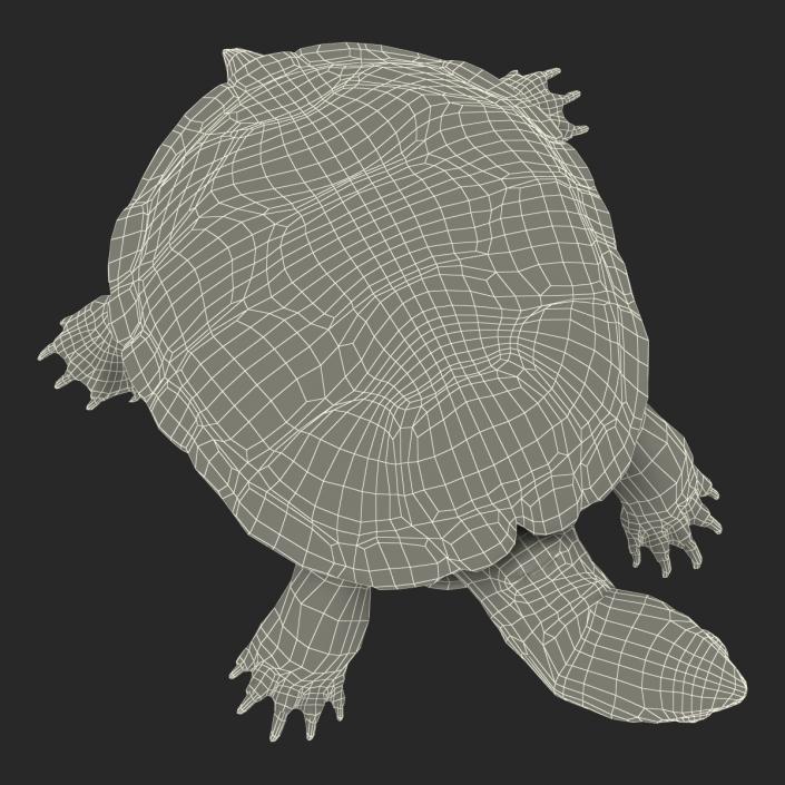 European Pond Turtle Pose 2 3D