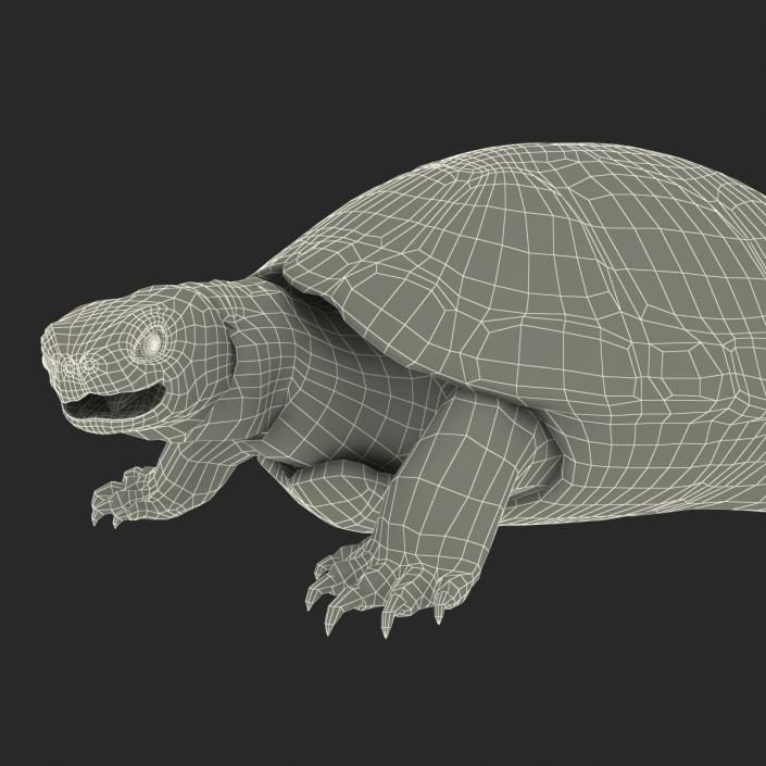 European Pond Turtle Pose 2 3D