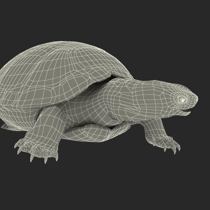 European Pond Turtle Pose 2 3D