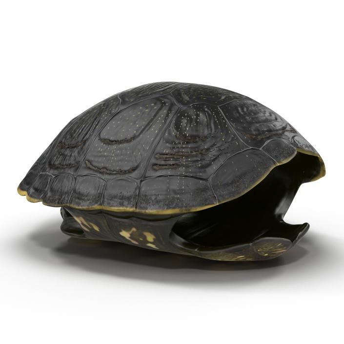 Turtle Shell 2 3D model