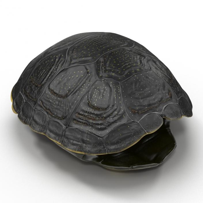 Turtle Shell 2 3D model