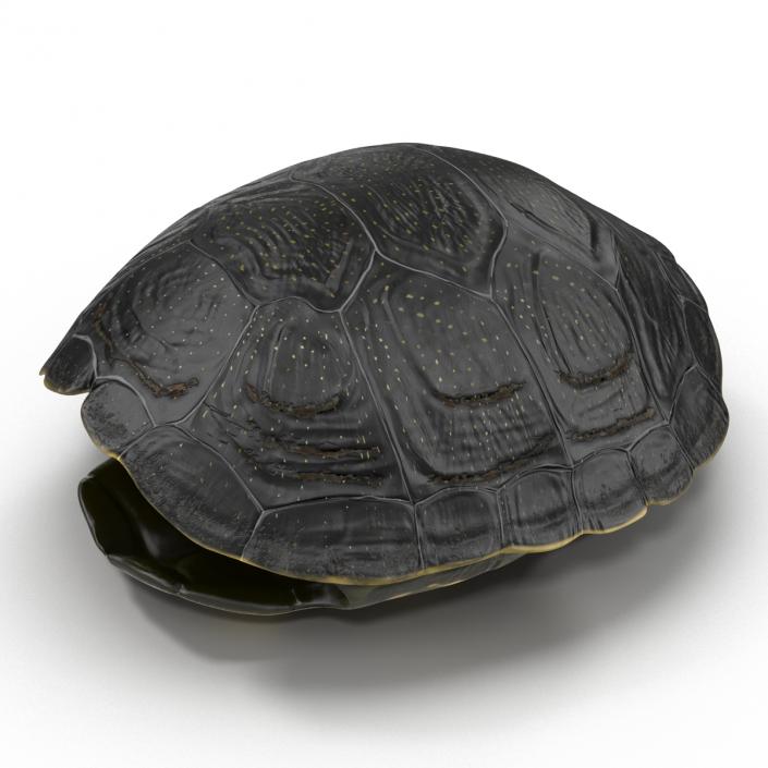 Turtle Shell 2 3D model