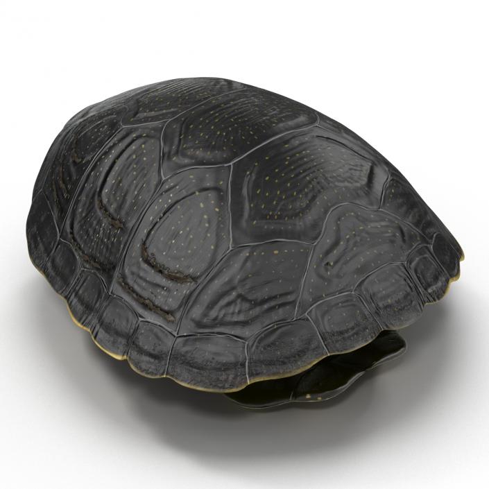 Turtle Shell 2 3D model