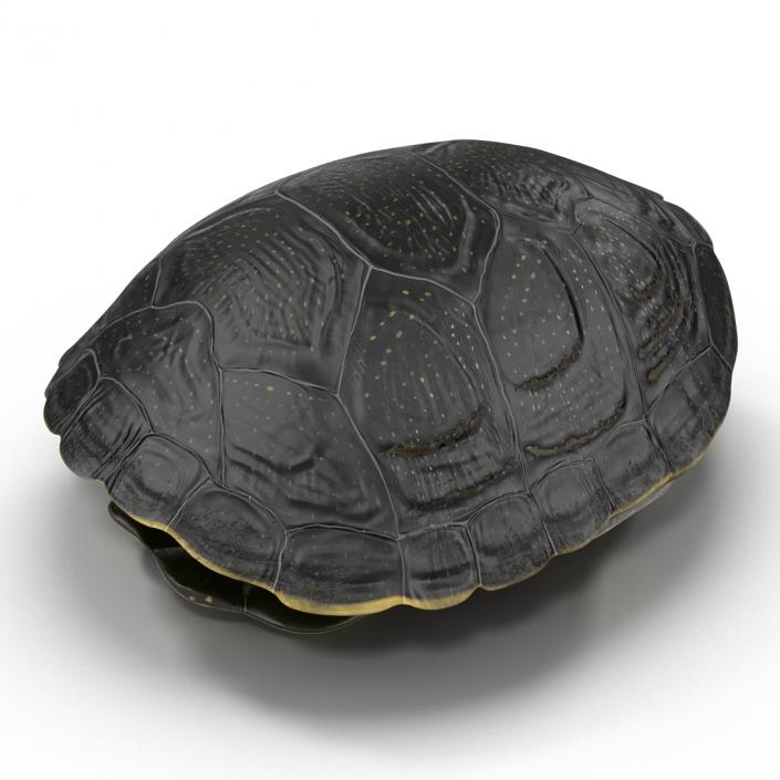 Turtle Shell 2 3D model